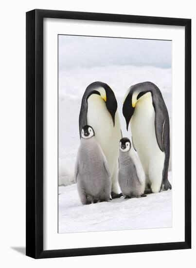 Emperor Penguin, Two Adults with Two Chicks-null-Framed Photographic Print