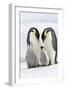 Emperor Penguin, Two Adults with Two Chicks-null-Framed Photographic Print