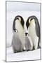 Emperor Penguin, Two Adults with Two Chicks-null-Mounted Photographic Print