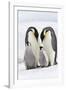 Emperor Penguin, Two Adults with Two Chicks-null-Framed Photographic Print