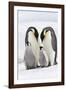 Emperor Penguin, Two Adults with Two Chicks-null-Framed Photographic Print