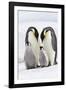 Emperor Penguin, Two Adults with Two Chicks-null-Framed Photographic Print