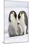 Emperor Penguin, Two Adults with Two Chicks-null-Mounted Photographic Print