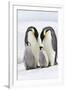 Emperor Penguin, Two Adults with Two Chicks-null-Framed Photographic Print