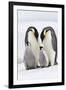 Emperor Penguin, Two Adults with Two Chicks-null-Framed Photographic Print