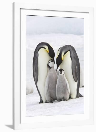 Emperor Penguin, Two Adults with Two Chicks-null-Framed Photographic Print