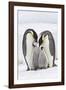 Emperor Penguin, Two Adults with Two Chicks-null-Framed Photographic Print