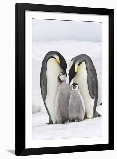 Emperor Penguin, Two Adults with Two Chicks-null-Framed Photographic Print