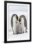 Emperor Penguin, Two Adults with Two Chicks-null-Framed Photographic Print