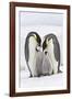 Emperor Penguin, Two Adults with Two Chicks-null-Framed Photographic Print