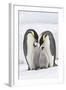 Emperor Penguin, Two Adults with Two Chicks-null-Framed Photographic Print