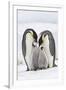 Emperor Penguin, Two Adults with Two Chicks-null-Framed Photographic Print