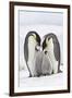 Emperor Penguin, Two Adults with Two Chicks-null-Framed Photographic Print