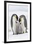 Emperor Penguin, Two Adults with Two Chicks-null-Framed Photographic Print