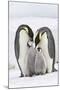 Emperor Penguin, Two Adults with Two Chicks-null-Mounted Photographic Print