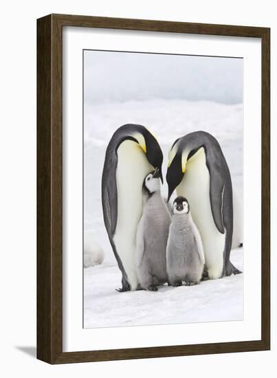 Emperor Penguin, Two Adults with Two Chicks-null-Framed Photographic Print