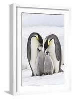 Emperor Penguin, Two Adults with Two Chicks-null-Framed Photographic Print