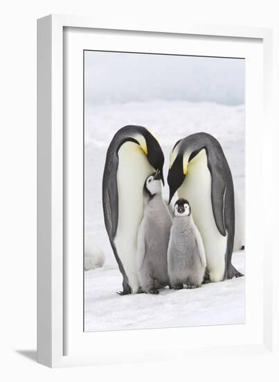 Emperor Penguin, Two Adults with Two Chicks-null-Framed Photographic Print