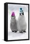 Emperor Penguin, Two Chicks Wearing Woolly Hats-null-Framed Stretched Canvas