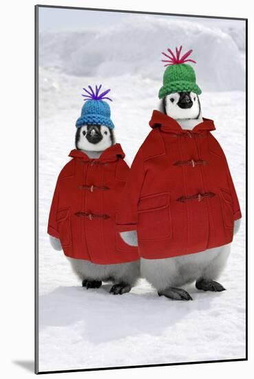 Emperor Penguin, Two Chicks Wearing Woolly Hats-null-Mounted Photographic Print