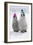 Emperor Penguin, Two Chicks Wearing Woolly Hats-null-Framed Photographic Print