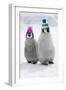 Emperor Penguin, Two Chicks Wearing Woolly Hats-null-Framed Photographic Print