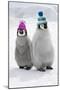 Emperor Penguin, Two Chicks Wearing Woolly Hats-null-Mounted Photographic Print