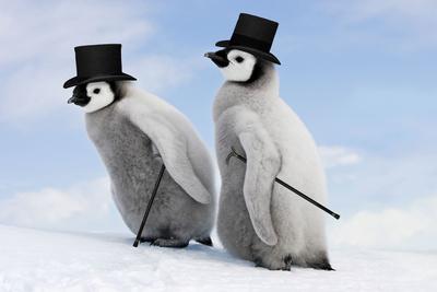 penguin with hat