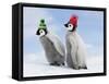 Emperor Penguin, Two Chicks with Woolly Hats-null-Framed Stretched Canvas