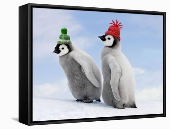 Emperor Penguin, Two Chicks with Woolly Hats-null-Framed Stretched Canvas