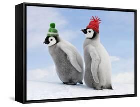 Emperor Penguin, Two Chicks with Woolly Hats-null-Framed Stretched Canvas