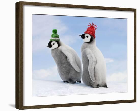 Emperor Penguin, Two Chicks with Woolly Hats-null-Framed Photographic Print