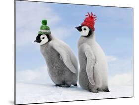 Emperor Penguin, Two Chicks with Woolly Hats-null-Mounted Photographic Print