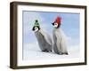 Emperor Penguin, Two Chicks with Woolly Hats-null-Framed Photographic Print