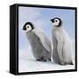 Emperor Penguin, Two Chicks-null-Framed Stretched Canvas