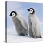 Emperor Penguin, Two Chicks-null-Stretched Canvas