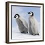 Emperor Penguin, Two Chicks-null-Framed Photographic Print