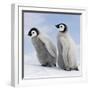 Emperor Penguin, Two Chicks-null-Framed Photographic Print