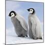 Emperor Penguin, Two Chicks-null-Mounted Photographic Print