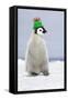 Emperor Penguin Wearing Woolly Hat-null-Framed Stretched Canvas