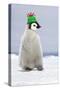 Emperor Penguin Wearing Woolly Hat-null-Stretched Canvas