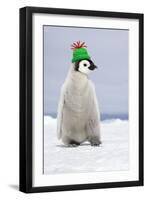 Emperor Penguin Wearing Woolly Hat-null-Framed Photographic Print