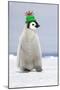 Emperor Penguin Wearing Woolly Hat-null-Mounted Photographic Print