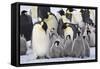 Emperor Penguin with a Large Group of Chicks-null-Framed Stretched Canvas