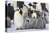 Emperor Penguin with a Large Group of Chicks-null-Stretched Canvas