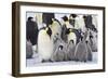 Emperor Penguin with a Large Group of Chicks-null-Framed Photographic Print