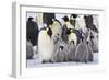 Emperor Penguin with a Large Group of Chicks-null-Framed Photographic Print