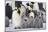 Emperor Penguin with a Large Group of Chicks-null-Mounted Photographic Print