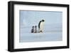 Emperor Penguin with Chick-vladsilver-Framed Photographic Print