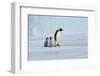 Emperor Penguin with Chick-vladsilver-Framed Photographic Print